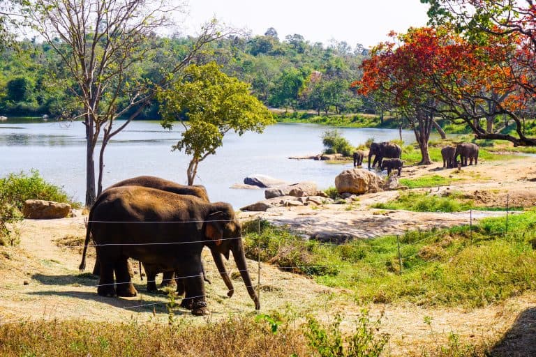 A Weekend Around Bannerghatta: Wildlife, Nature & a Different Side of Bengaluru